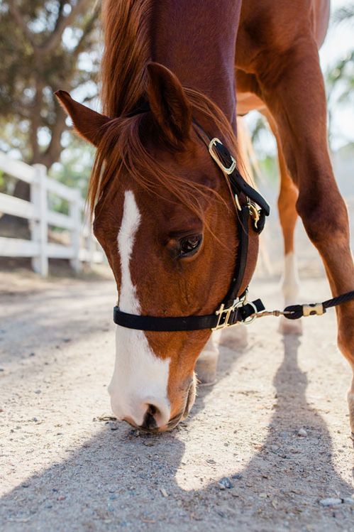 Brown horse grazing with head lowered, wearing a halter on a sunlit dirt path
