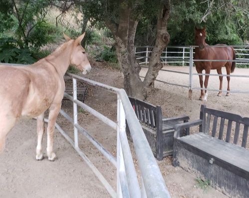 Two horses standing by a white fence in a wooded paddock, one tan and one brown.