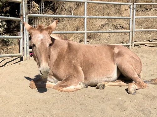 Tan donkey lying on sandy ground in a fenced enclosure, resting in the sun.
