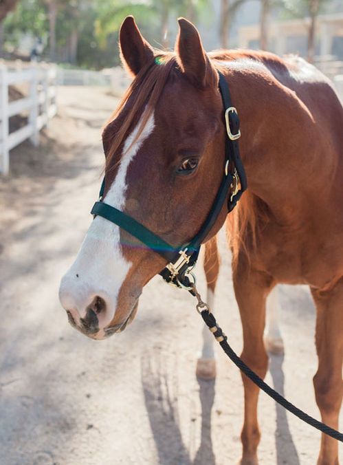 Brown horse with white blaze wearing a teal halter outdoors near a white fence