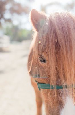 Close-up of a brown pony with a green halter in bright sunlight, standing outdoors