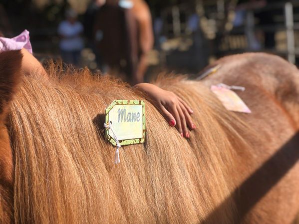 Close-up of a tan horse with a numbered tag and a hand resting on its mane at a crowded event