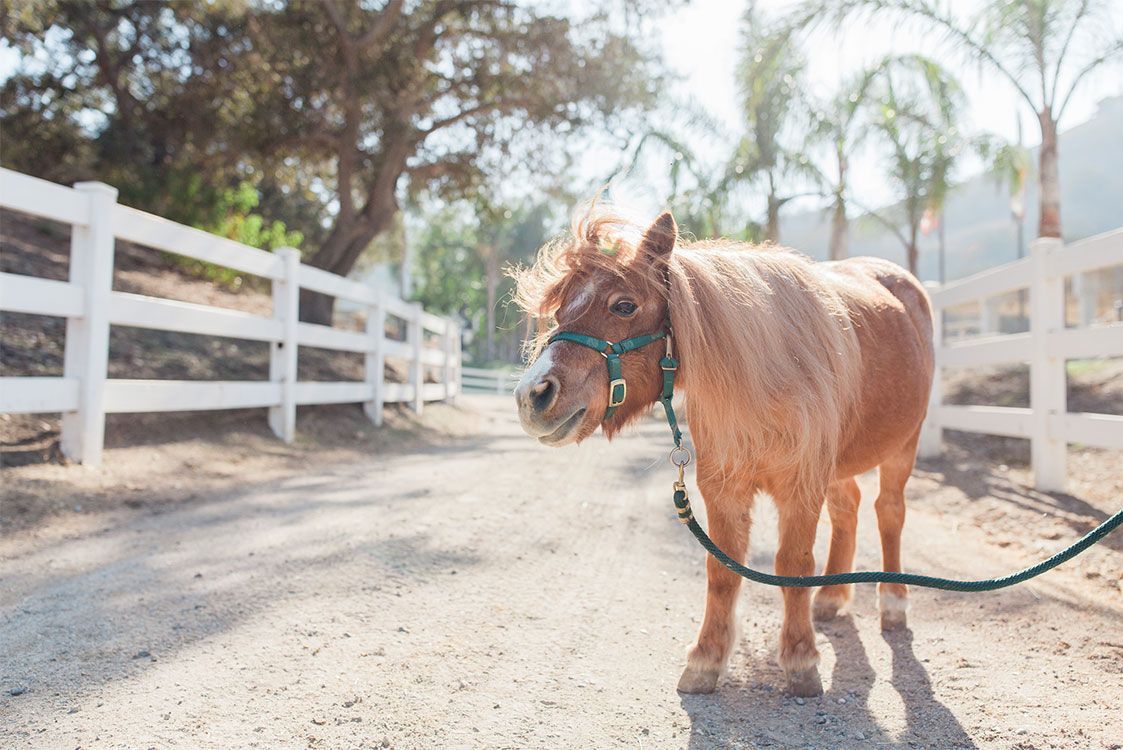 Small pony on a leash walking down a sunny dirt path between white fences
