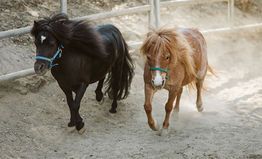Two small ponies, one black and one tan, walking side by side on a dirt path with halters.
