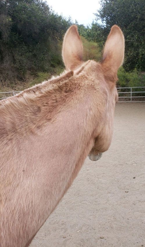 View from behind a tan donkey standing on a dirt path near a fenced, wooded area