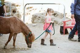 Child leading a small brown pony on a leash in an outdoor pen