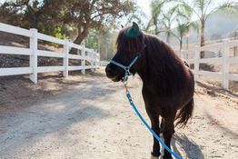 Black horse wearing a blue halter stands on a dusty path beside a white fence in a sunny paddock