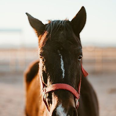 Black horse wearing a red halter, facing the camera in a sunlit field