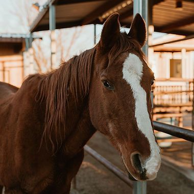 Brown horse with a white blaze standing in a stable aisle
