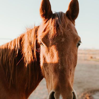 Close-up of a brown horse with a white blaze, standing outdoors in warm sunlight