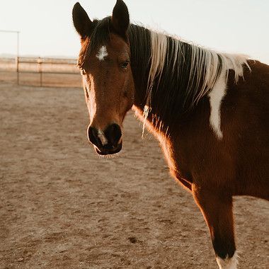 Brown and white horse standing in a sandy paddock at sunset