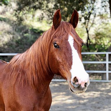 Chestnut horse with a white blaze standing outdoors by a fence