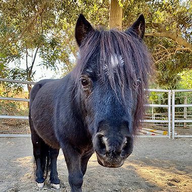 Black pony standing in a fenced paddock, facing the camera with shaggy mane covering one eye