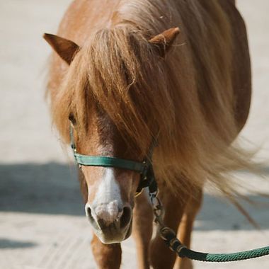Brown pony with long mane wearing a green halter, standing outdoors