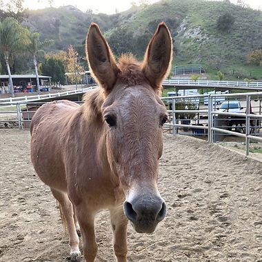 Donkey standing in a fenced paddock with hills and parked vehicles in the background.