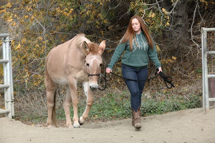 Woman leading a tan horse on a dirt path beside an autumn wooded fence line