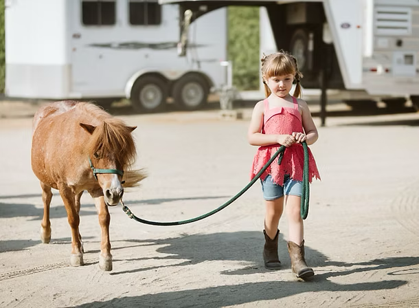 Child in red top walking a brown calf on a leash in front of a trailer.