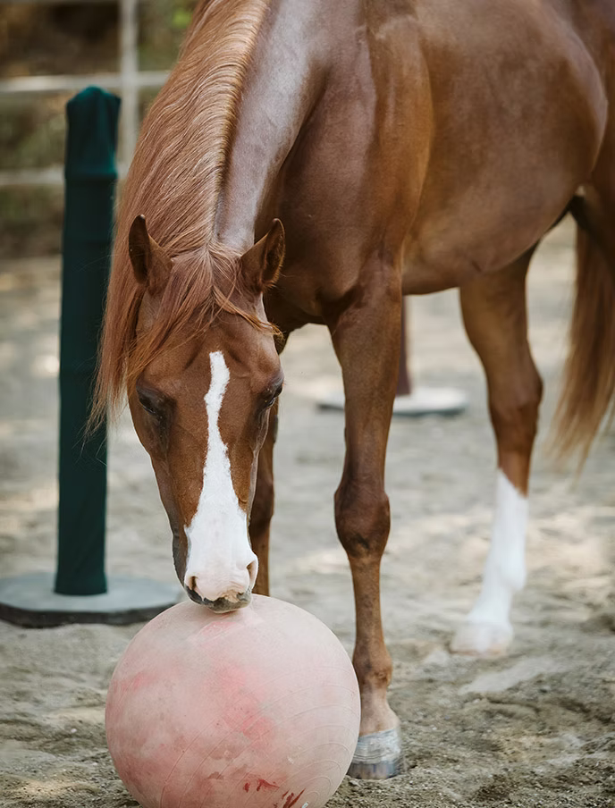 Brown horse sniffing a pink ball in a sandy paddock