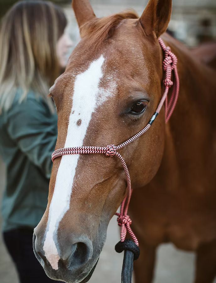 Close-up of a chestnut horse wearing a pink halter, with a white blaze on its face.
