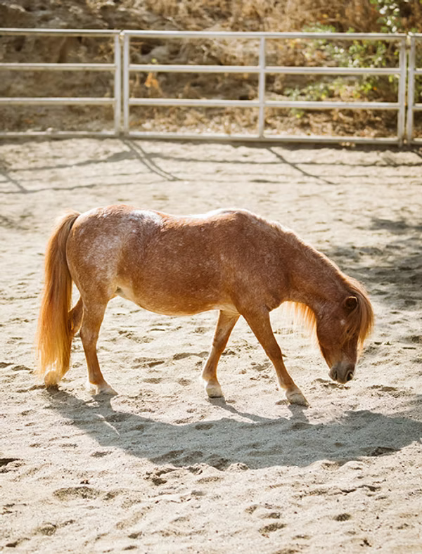 Small brown pony grazing in a sandy paddock near a white fence.