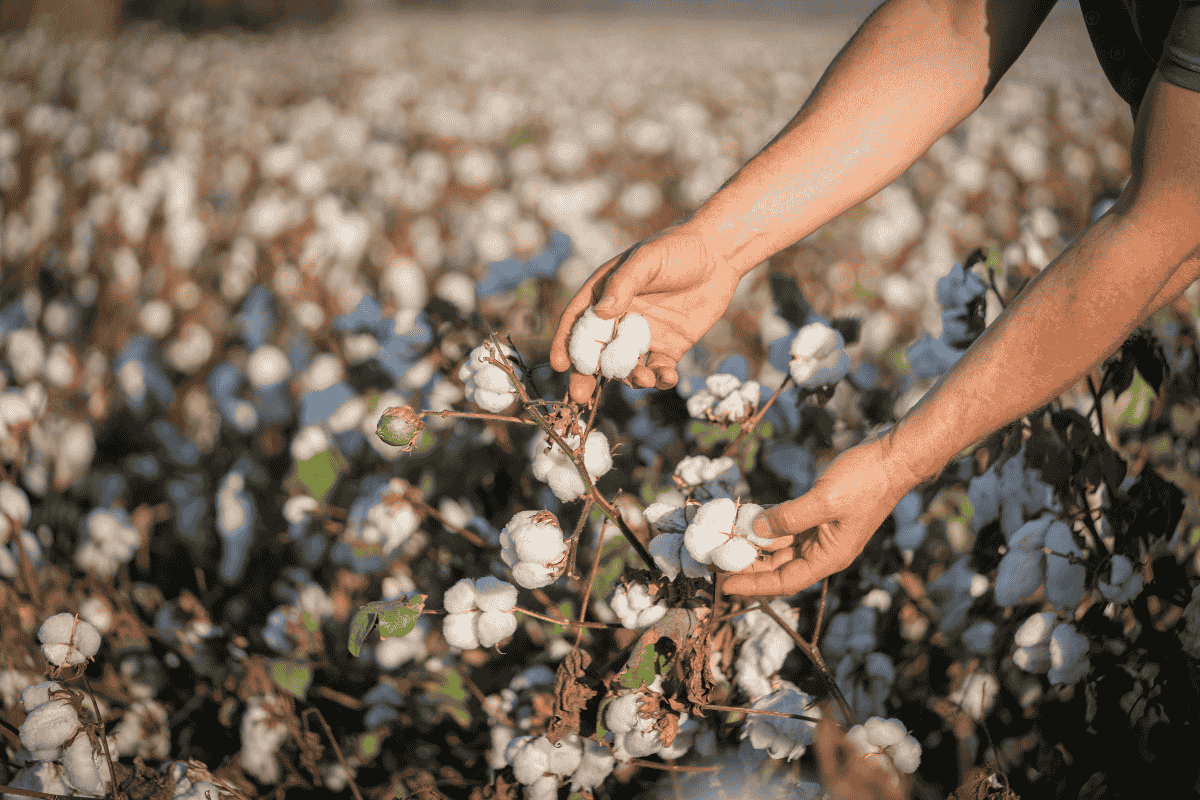 COTTON