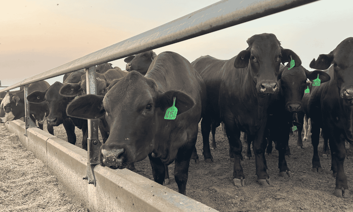 AUSTRALIAN FEEDLOT