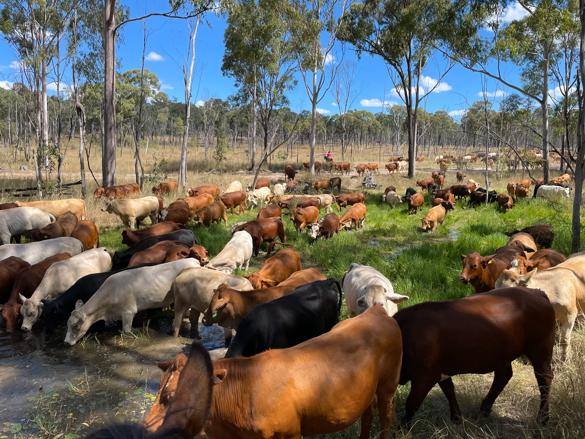 BEEF LIVESTOCK