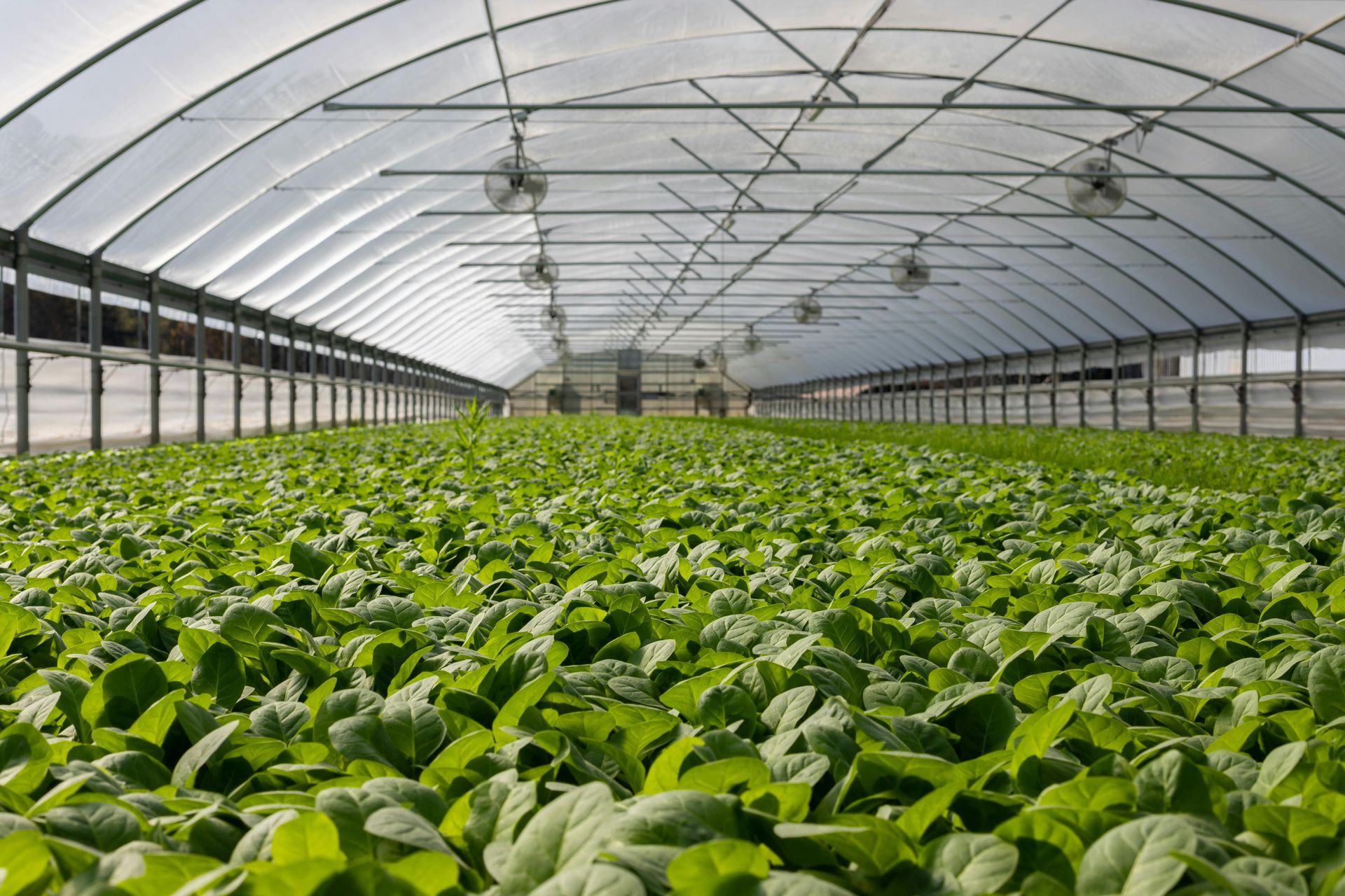 HORTICULTURE