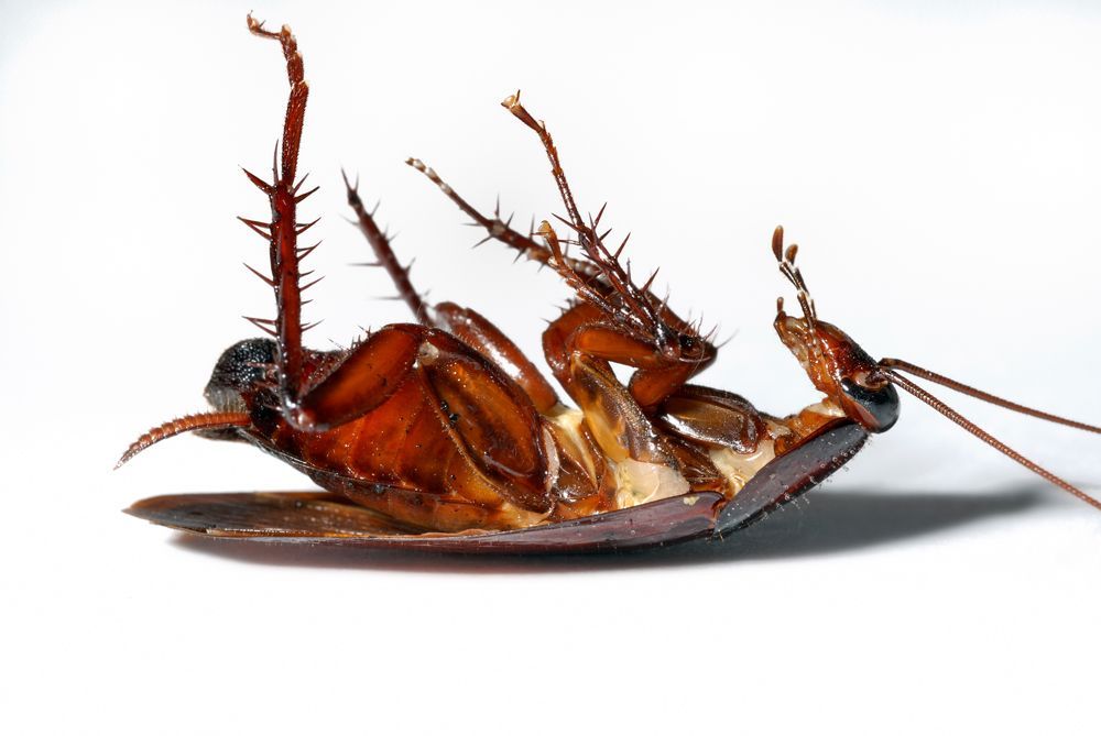Dead Cockroach — Howell Township, MO — West Plains Termite & Pest Control