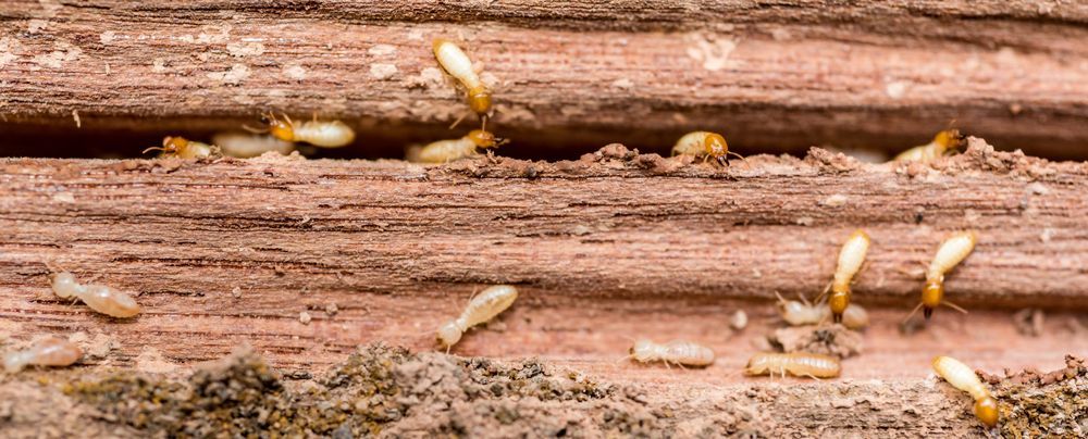 Termites — Howell Township, MO — West Plains Termite & Pest Control