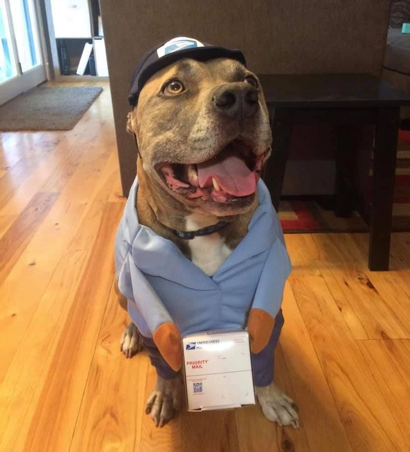 A dog dressed as a mailman is holding a package
