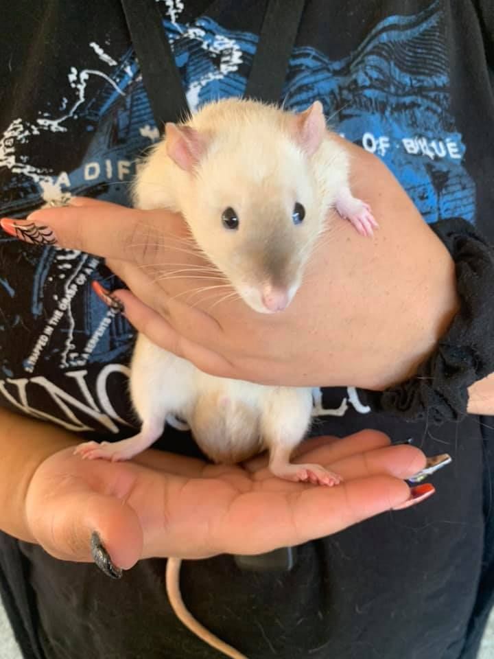 A person is holding a small white rat in their hands.