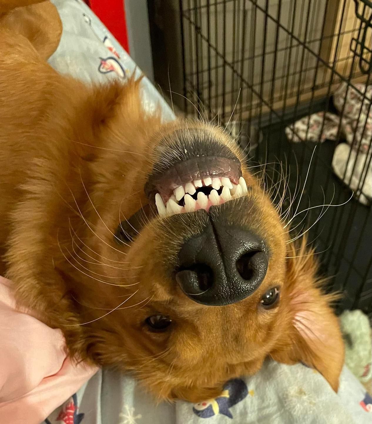 A close up of a dog laying on its back with its mouth open.