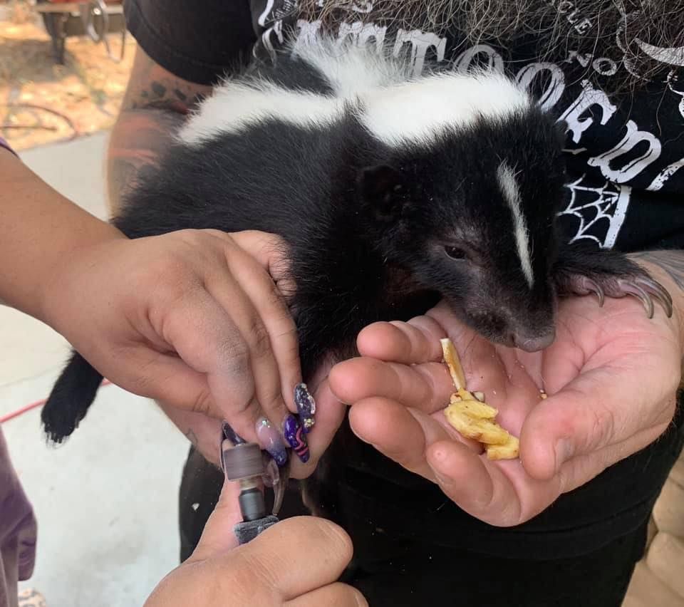A person holding a black and white skunk in their hands