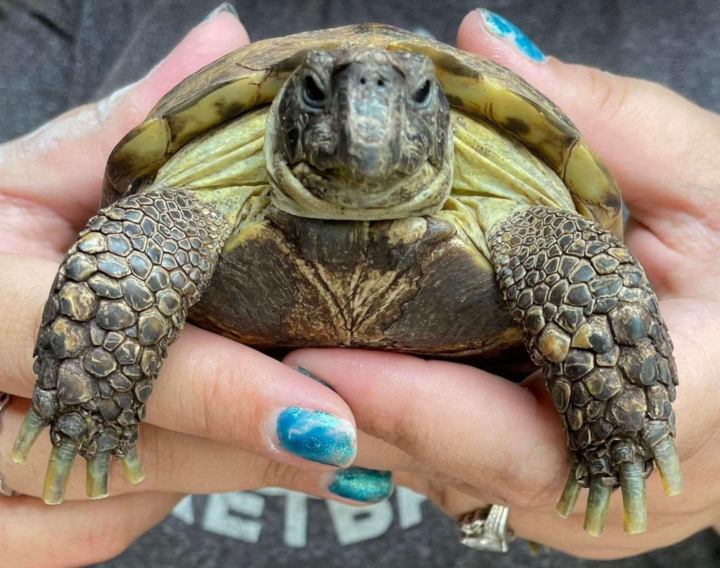 A person is holding a small turtle in their hands.