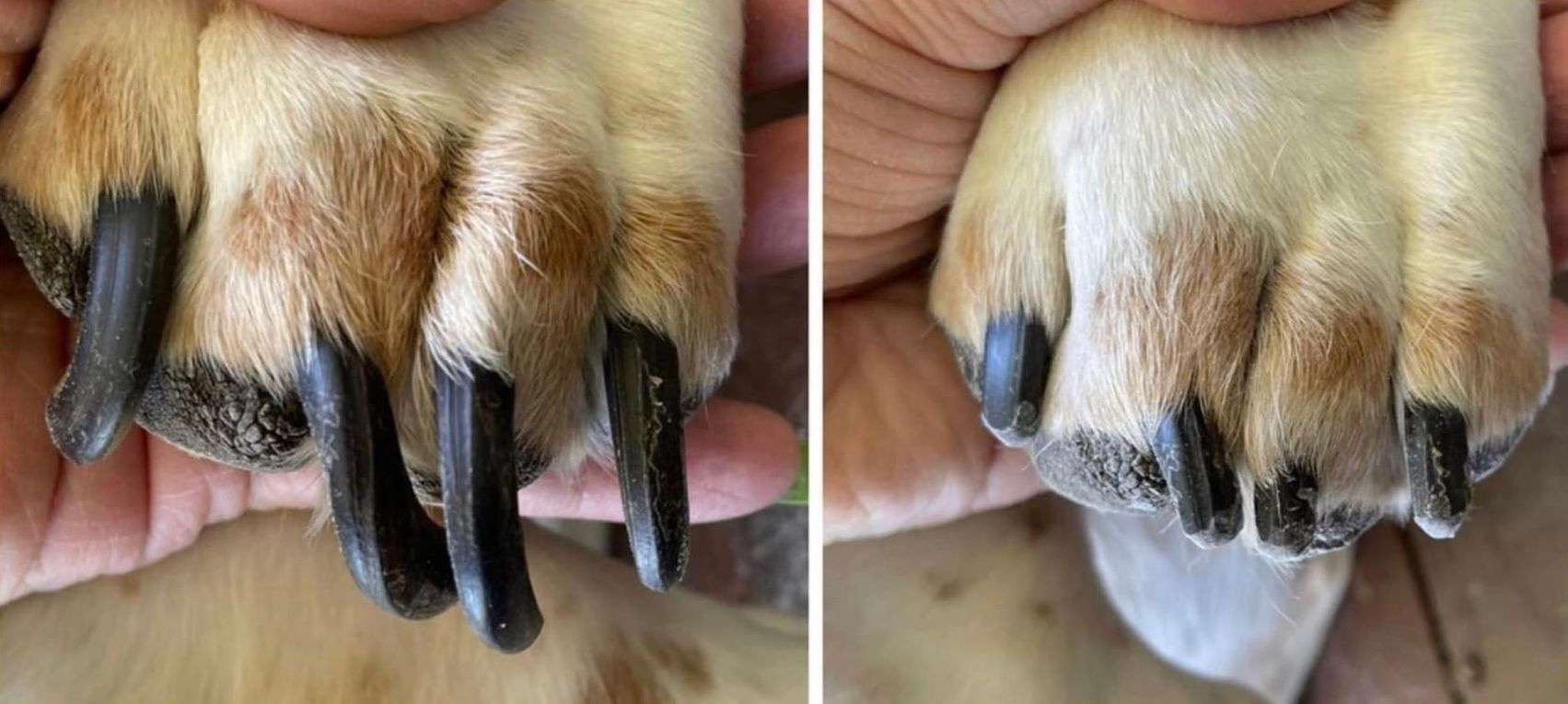 A person is holding a dog 's paw with long black claws.