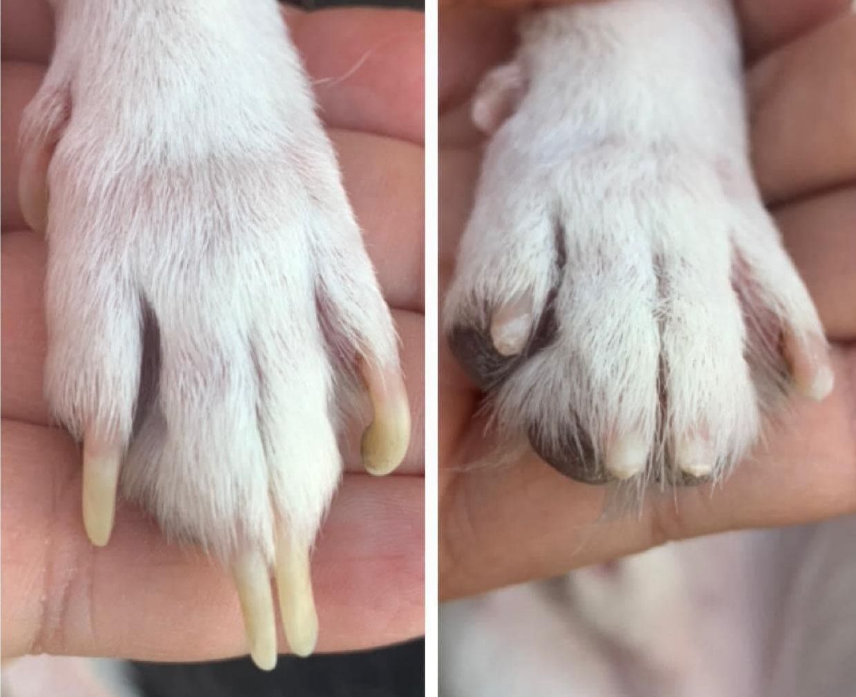 A person is holding a dog 's paw in their hand.