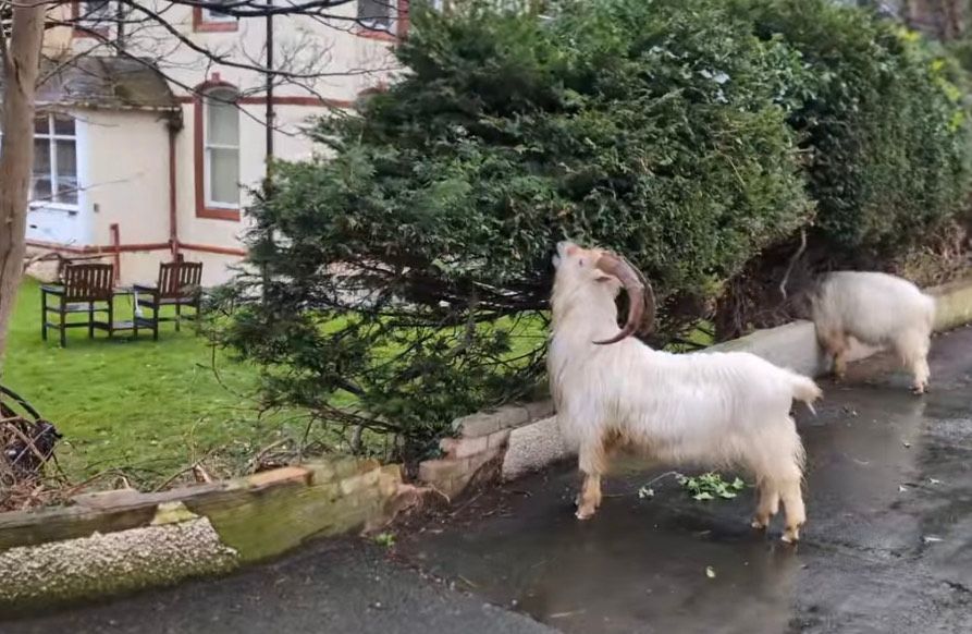 Two goats are walking down a street in front of a house.