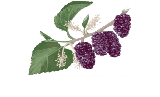 A tree branch with purple berries and green leaves