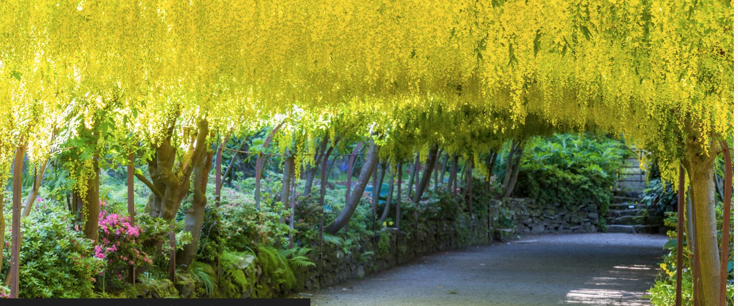 A tree with yellow flowers hanging from it over a road.