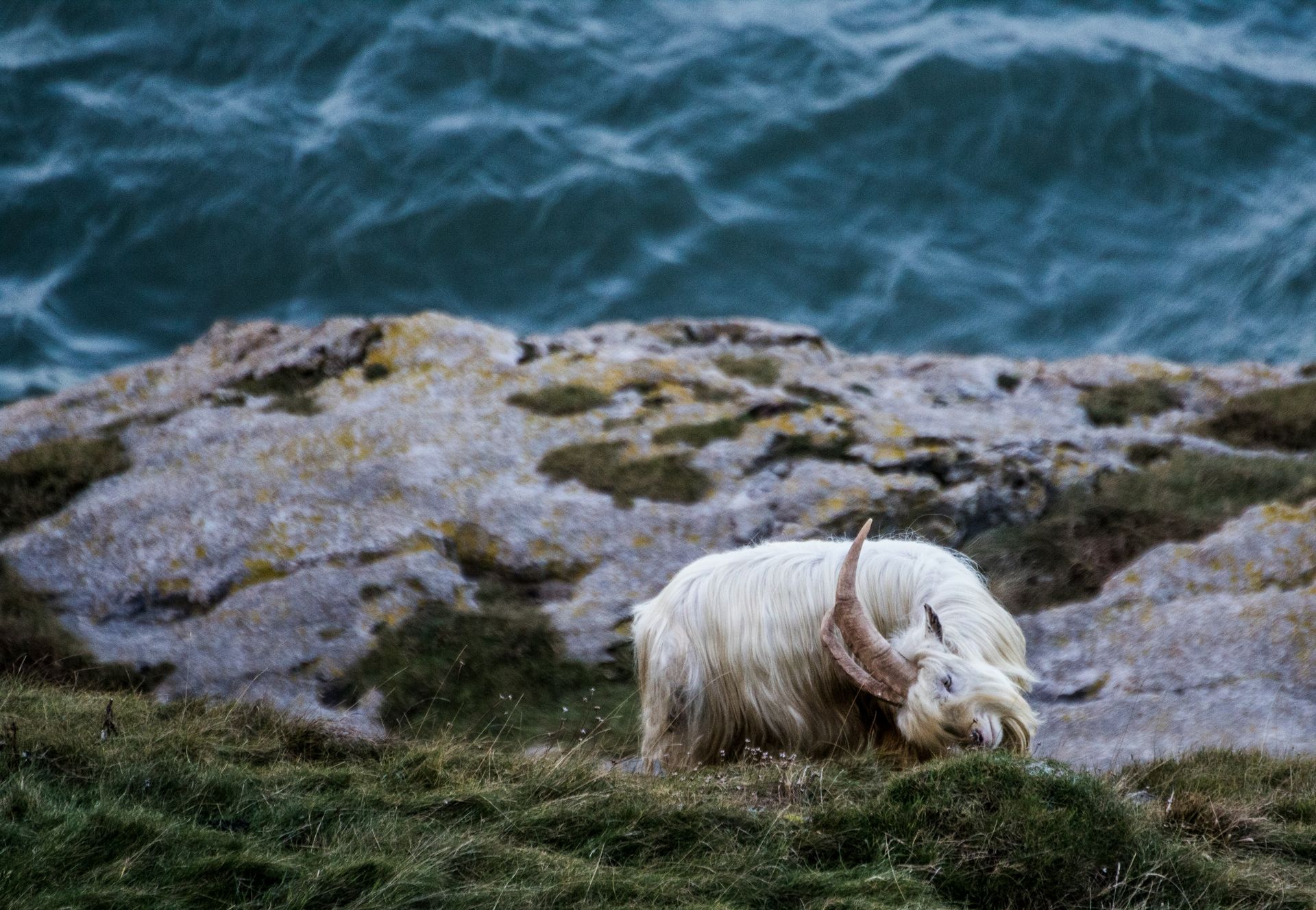 A white goat with horns is standing on a rocky cliff near the ocean.