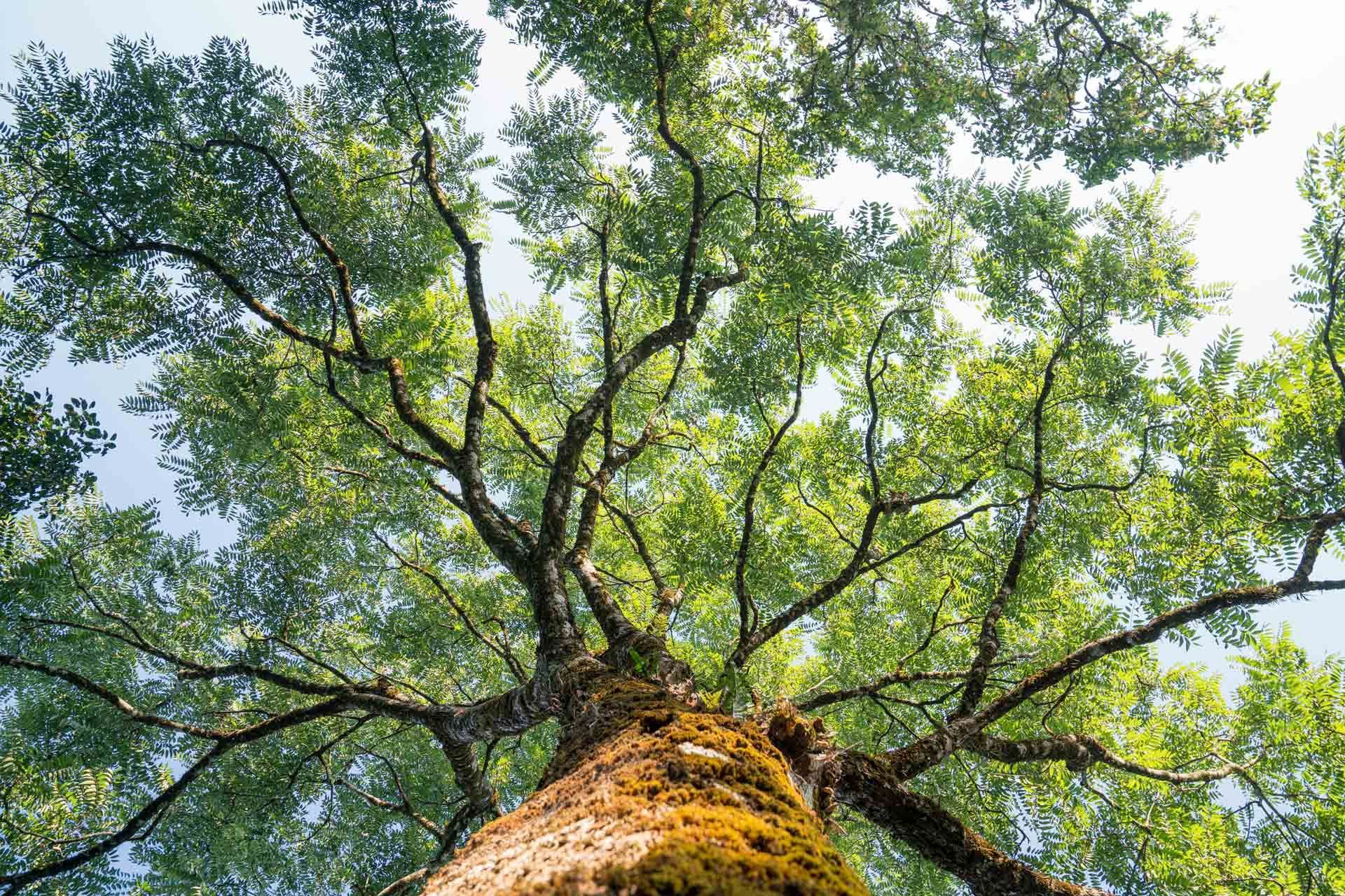 Tree Pruning Vs Trimming