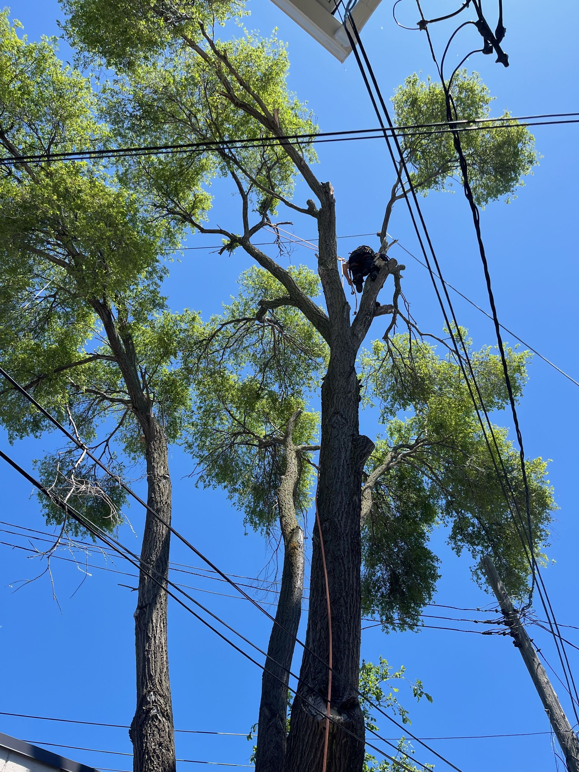 A Man on a Tree — Livonia, MI — Nate's Family Tree Service