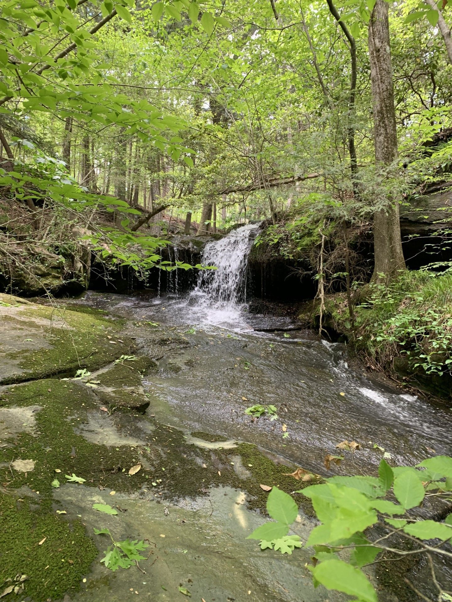 Waterfall cascading over rocks in a lush, green forest. Sunlight filters through the trees.