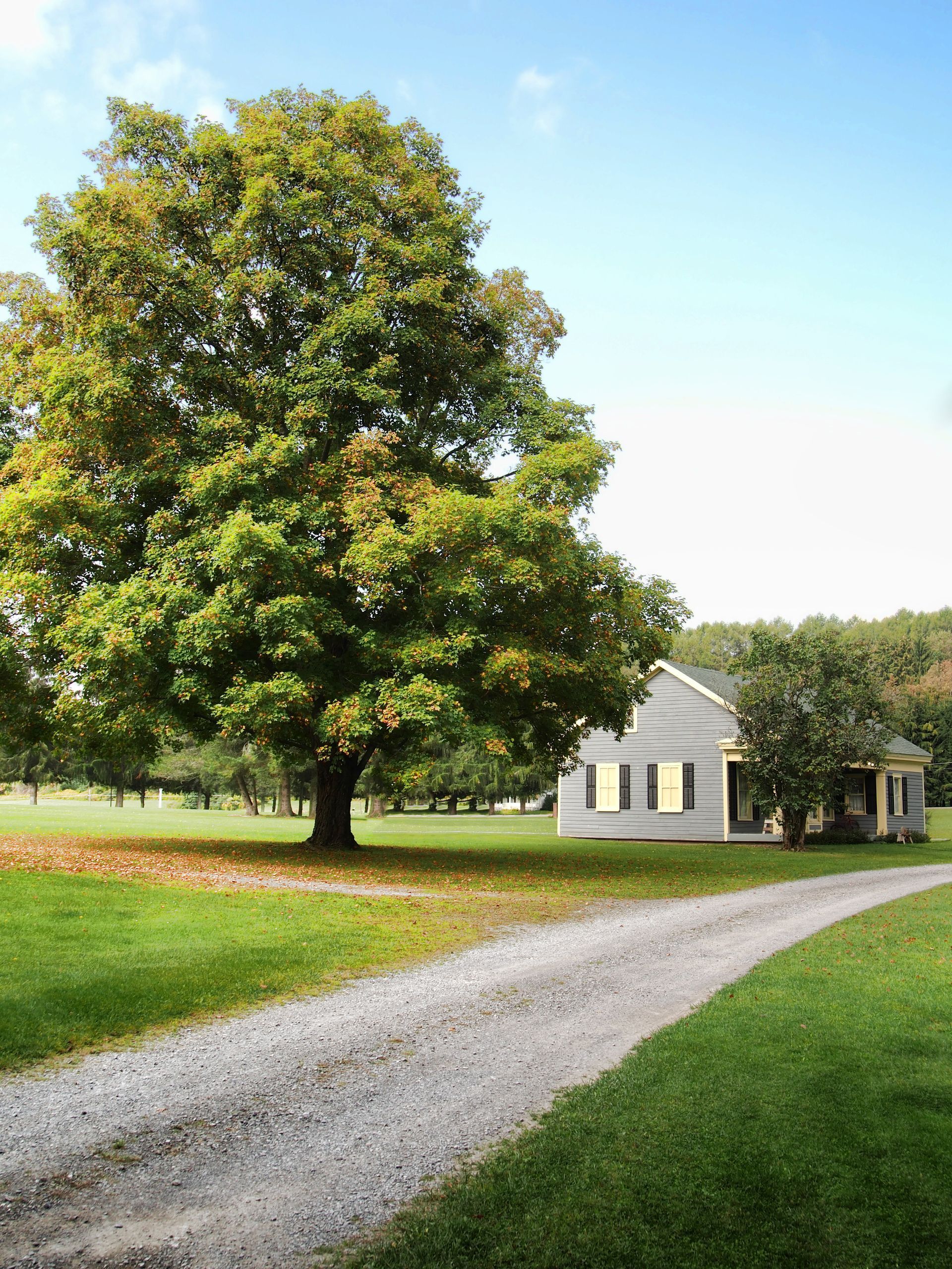 Gravel driveway leads to a small house, under a large, leafy tree on a sunny day. Gravel driveway leads to a small house, under a large, leafy tree on a sunny day.