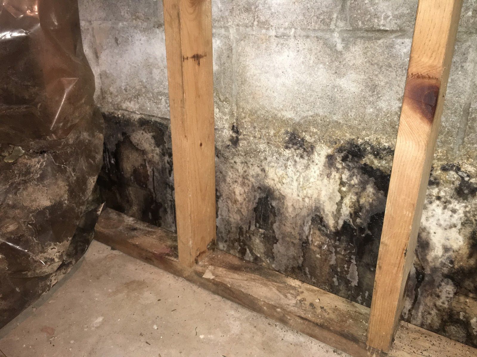 Mold growth in a home window cill.