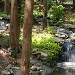 A small waterfall cascades over rocks in a lush, wooded forest setting with tall tree trunks in the foreground.