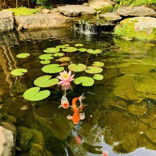 Two koi fish swim in a clear pond near a pink water lily surrounded by lily pads, with a small waterfall in the background.