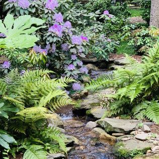 A small, shallow creek flows over rocky stones through a lush garden with ferns and blooming purple rhododendrons.