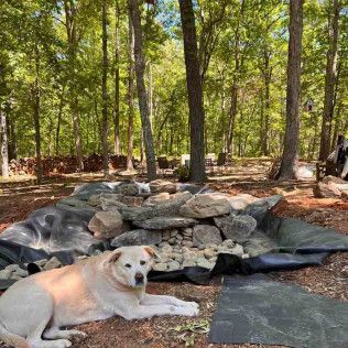A light-colored dog rests in front of a landscaped, rock-filled pond basin under construction in a wooded yard.